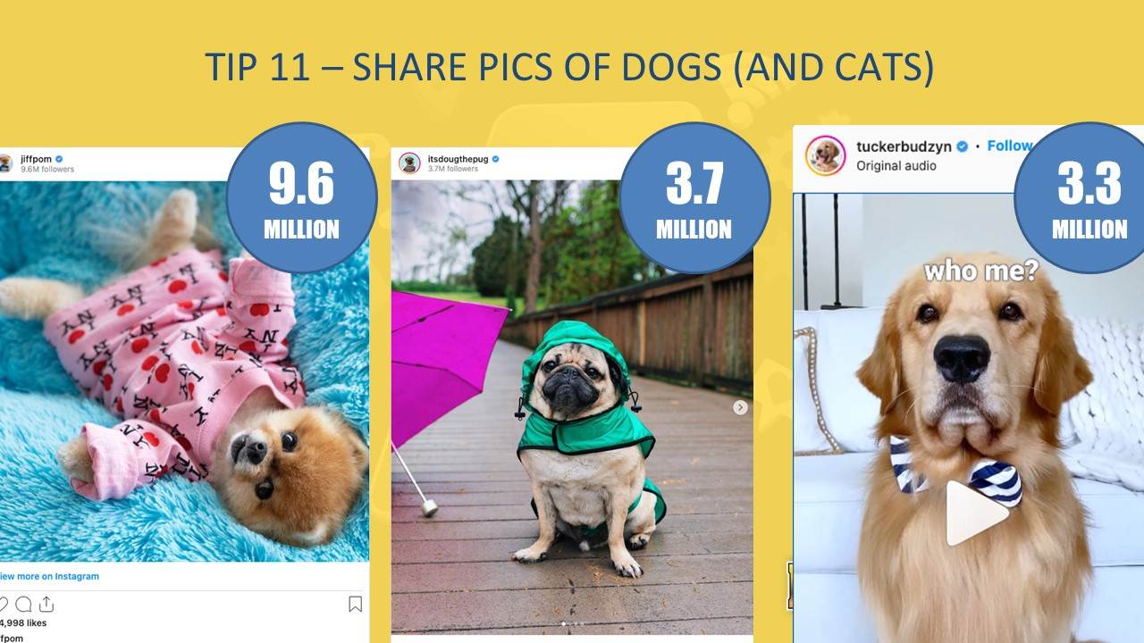 tip 11 - share pics of dogs and cats